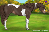Horse Color:Liver Chestnut Tobiano 
