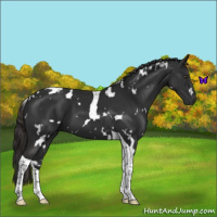 Horse Color:White Spotted Liver Chestnut Tobiano 