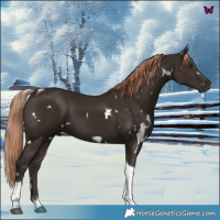Horse Color:White Spotted Liver Chestnut Tobiano 
