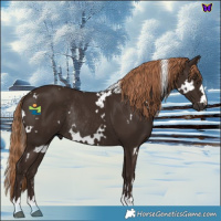 Horse Color:White Spotted Liver Chestnut Rabicano 