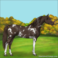 Horse Color:White Spotted Liver Chestnut Tobiano 