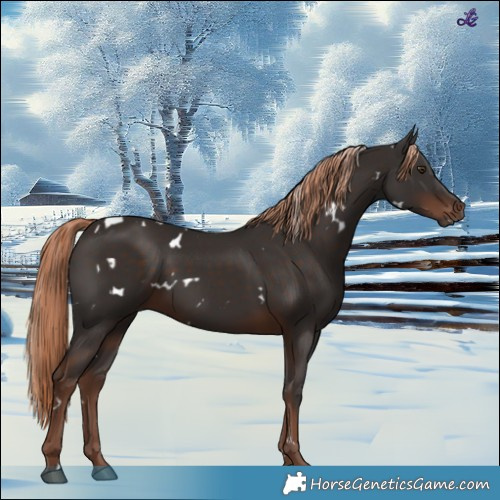 Horse Color:White Spotted Liver Chestnut 