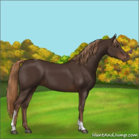 Horse Color:Liver Chestnut Tobiano 