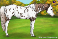 Horse Color:White Spotted Liver Chestnut Splash Near Leopard 