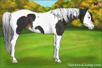 Horse Color:Liver Chestnut Splash Tobiano Appaloosa