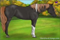 Horse Color:Liver Chestnut Tobiano