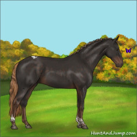 Horse Color:Liver Chestnut Tobiano