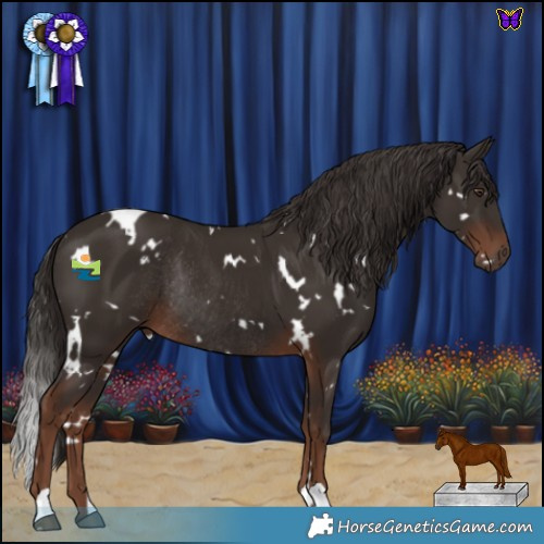 Horse Color:White Spotted Liver Chestnut Rabicano 