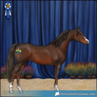 Horse Color:Liver Chestnut 