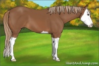 Horse Color:Unknown 
