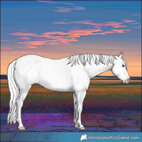 Horse Color:Perlino Chinchilla Dun Appaloosa 