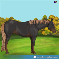 Horse Color:Liver Chestnut 