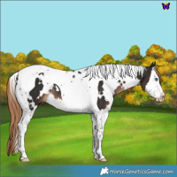 Horse Color:White Spotted Liver Chestnut Splash Tobiano