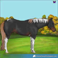 Horse Color:Liver Chestnut Tobiano 