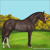 Horse Color:Liver Chestnut Rabicano 
