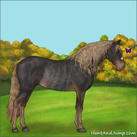 Horse Color:Liver Chestnut Rabicano