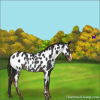 Horse Color:Liver Chestnut Appaloosa Rabicano 