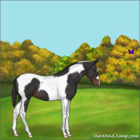 Horse Color:Liver Chestnut Tobiano 