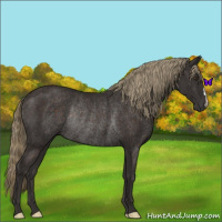 Horse Color:Liver Chestnut Rabicano 