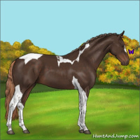 Horse Color:Liver Chestnut Tobiano 