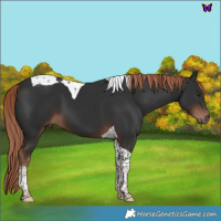 Horse Color:Liver Chestnut Tobiano 