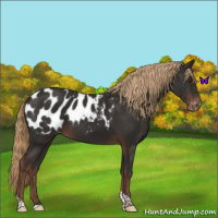 Horse Color:Liver Chestnut Tobiano Appaloosa