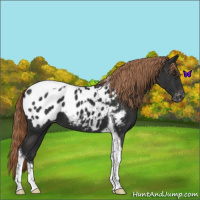 Horse Color:Liver Chestnut Tobiano Appaloosa 
