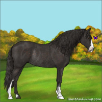 Horse Color:Liver Chestnut Sabino Rabicano 
