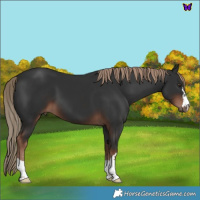 Horse Color:Liver Chestnut 