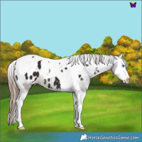 Horse Color:Liver Chestnut Splash Tobiano Blanket 