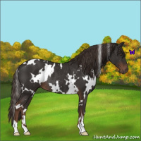 Horse Color:White Spotted Liver Chestnut Rabicano