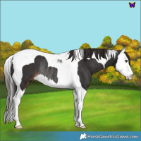 Horse Color:Liver Chestnut Splash Tobiano Rabicano 