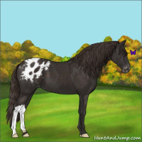 Horse Color:Liver Chestnut Appaloosa 