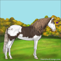 Horse Color:Liver Chestnut Splash Appaloosa