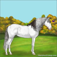 Horse Color:Liver Chestnut Sabino Appaloosa 