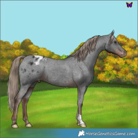Horse Color:Liver Chestnut Appaloosa 