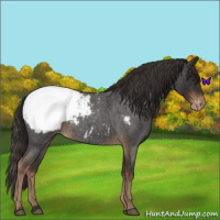 Horse Color:Liver Red Roan Snowcap 