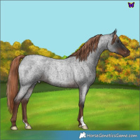 Horse Color:Liver Red Roan 
