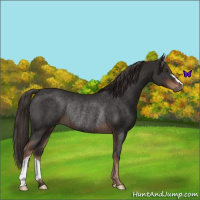 Horse Color:Liver Chestnut Rabicano 