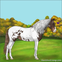 Horse Color:Liver Chestnut Tobiano Appaloosa 