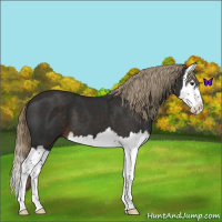 Horse Color:Liver Chestnut Splash 