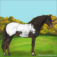 Horse Color:Liver Chestnut Appaloosa 