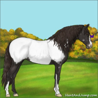 Horse Color:Liver Chestnut Sabino Appaloosa 