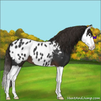 Horse Color:Liver Chestnut Splash Appaloosa 