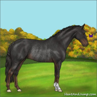Horse Color:Liver Chestnut Rabicano 