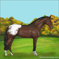 Horse Color:Liver Chestnut Appaloosa 