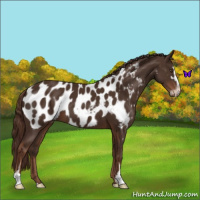 Horse Color:Liver Chestnut Sabino Appaloosa 