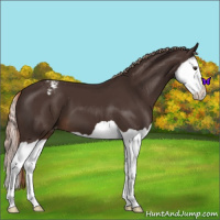 Horse Color:Liver Chestnut Splash Appaloosa 