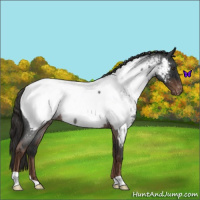 Horse Color:Liver Red Roan Appaloosa 