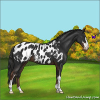 Horse Color:Liver Chestnut Sabino Appaloosa 